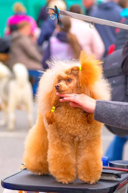 Saç kesimi köpekler profesyonel master