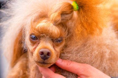 Köpek fino köpeği yakın çekim