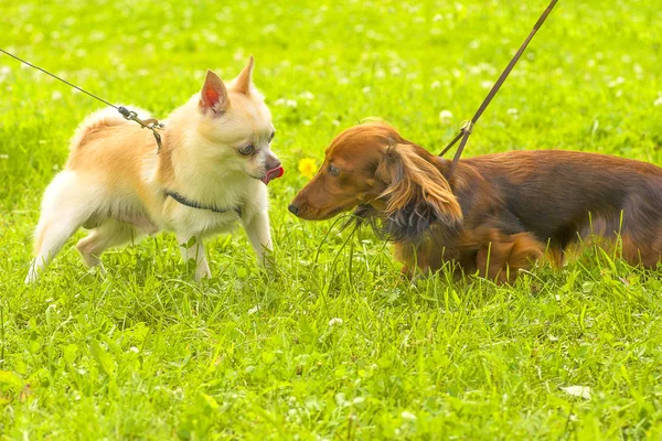 Close-up van de kleine hond — Stockfoto