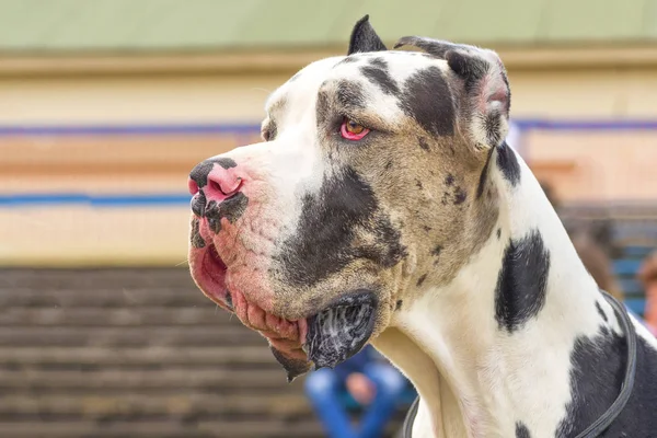 Велика собака Закри — стокове фото