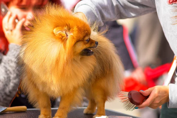 Saç kesimi köpekler profesyonel master