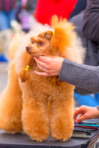 Haircut dogs professional master — Stock Photo, Image