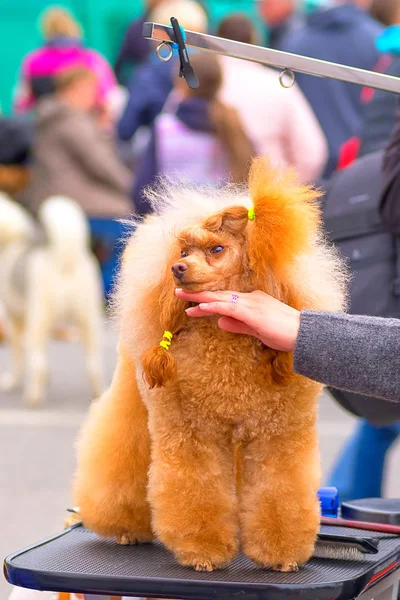 Saç kesimi köpekler profesyonel master