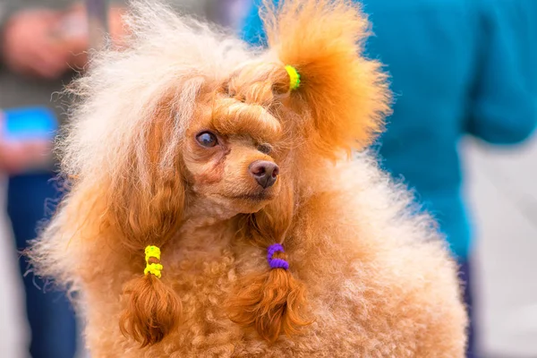 Köpek fino köpeği yakın çekim