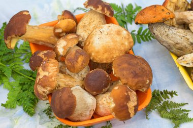 ormanda yetiştirilen mantar