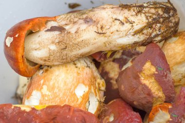 ormanda yetiştirilen mantar