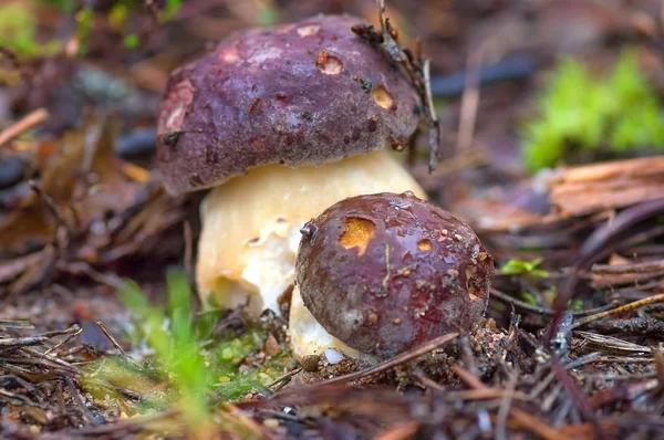 Svampen boletus närbild — Stockfoto