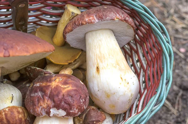 ormanda yetiştirilen mantar