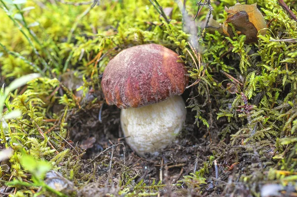 Boleto de cogumelos Close-Up — Fotografia de Stock