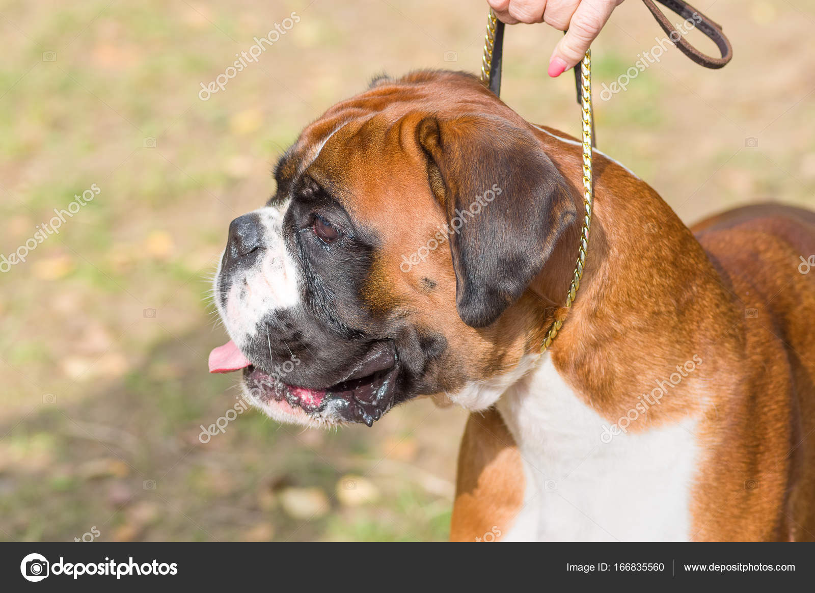 Gros Plan De Bulldog Anglais Photographie Vizland 166835560