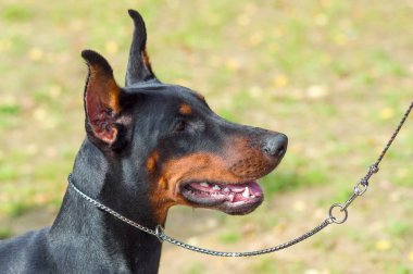 Doberman Pinscher köpek yakın çekim