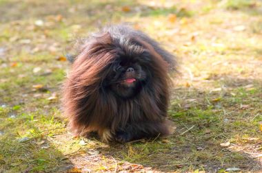 Fino köpeği yakın çekim