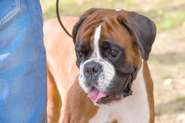 İngilizce Bulldog yakın çekim