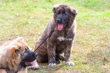 Bekçi köpeği yakın çekim