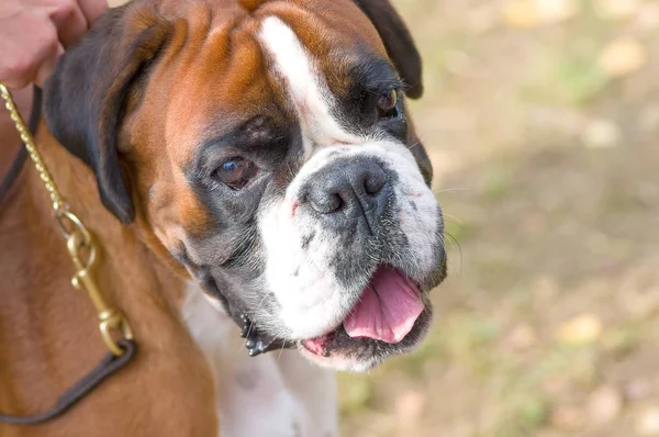 İngilizce Bulldog yakın çekim