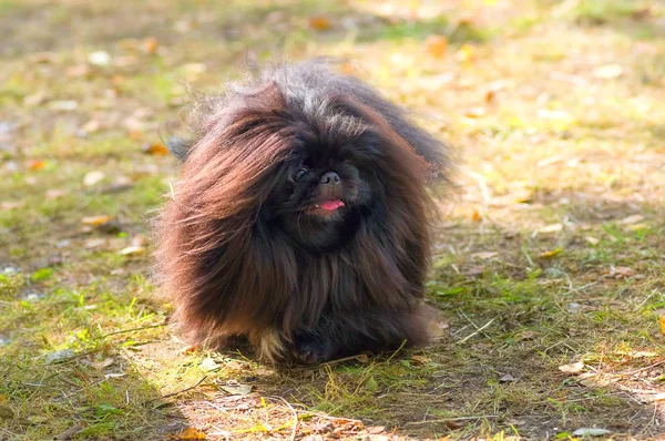 Fino köpeği yakın çekim