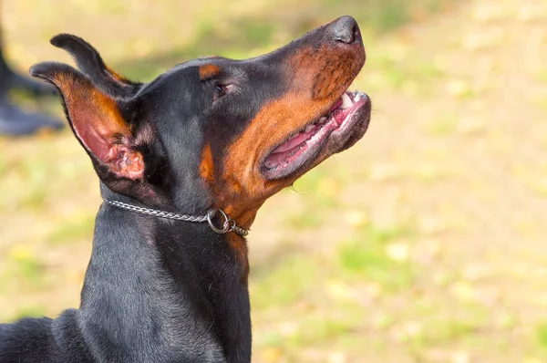 Doberman Pinscher το σκυλί γκρο πλαν — Φωτογραφία Αρχείου