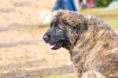 Büyük köpek yakın çekim