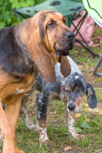 Bloodhound Cachorro primer plano — Foto de Stock