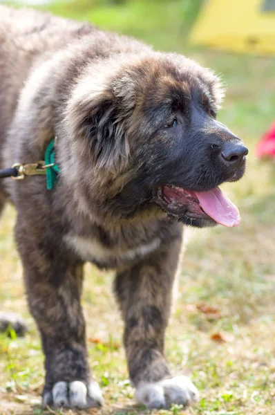 Caucasian Shepherd Dog