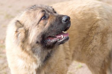 Büyük köpek yakın çekim