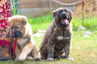 Bekçi köpeği yakın çekim