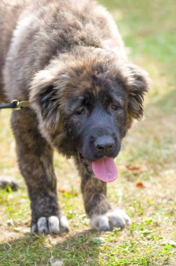 Kafkas Çoban Köpeği