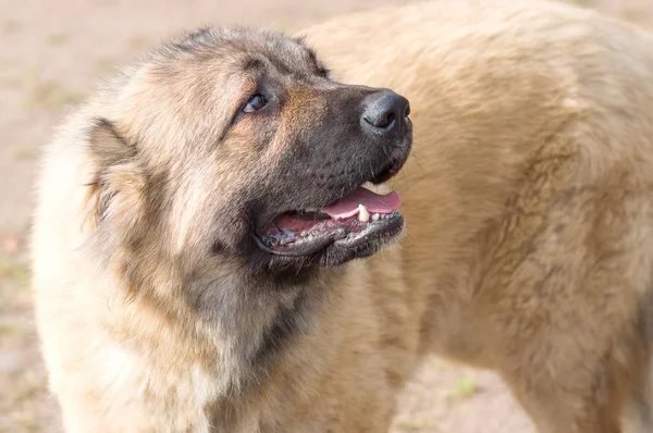 Büyük köpek yakın çekim