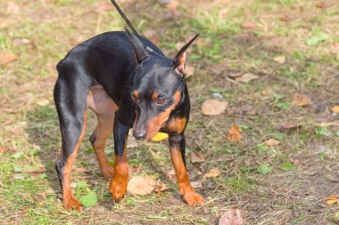 Doberman Pinscher köpek yakın çekim