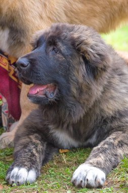 Kafkas Çoban Köpeği