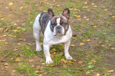 Fransız buldozer yakın çekim