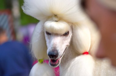 Köpek fino köpeği yakın çekim