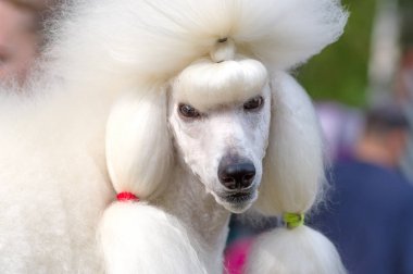 Köpek fino köpeği yakın çekim