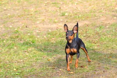 Doberman Pinscher köpek yakın çekim
