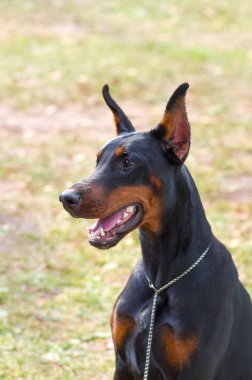 Doberman Pinscher köpek yakın çekim