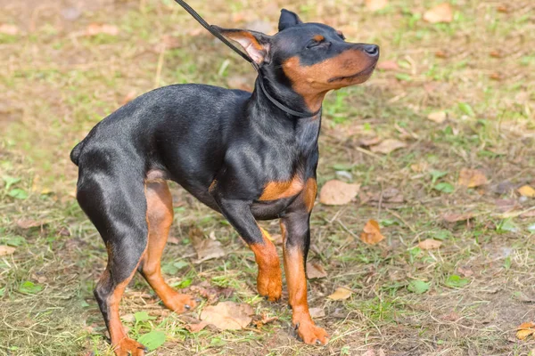 Doberman Pinscher köpek yakın çekim