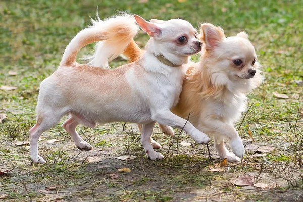 Chihuahua cão Close-up — Fotografia de Stock