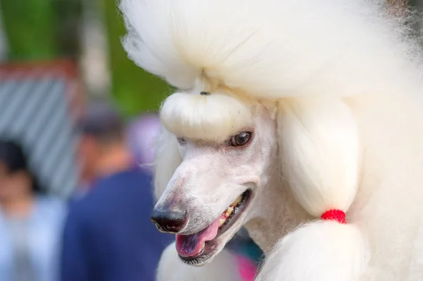 Hond poedel close-up — Stockfoto