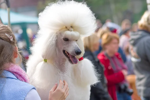 Hund pudel närbild — Stockfoto