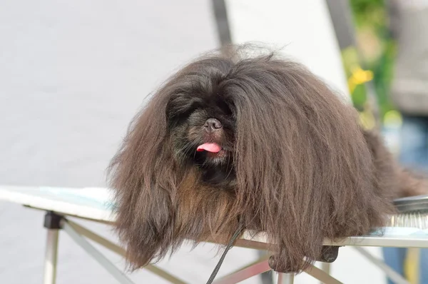 Pekingees hond Close-up — Stockfoto
