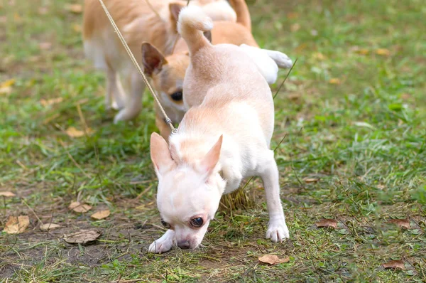 Chihuahua perro Primer plano — Foto de Stock