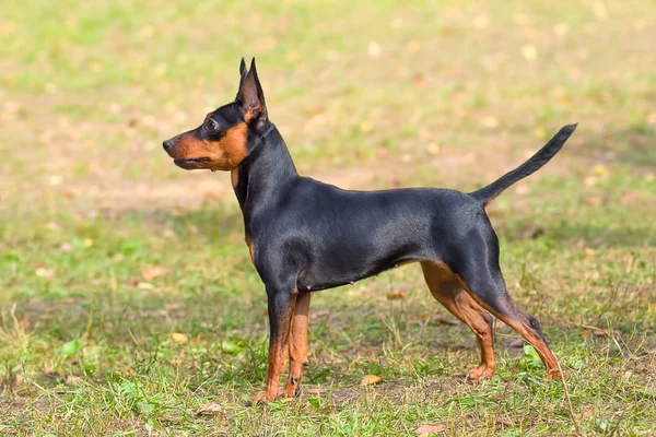 Doberman Pinscher cão close-up — Fotografia de Stock