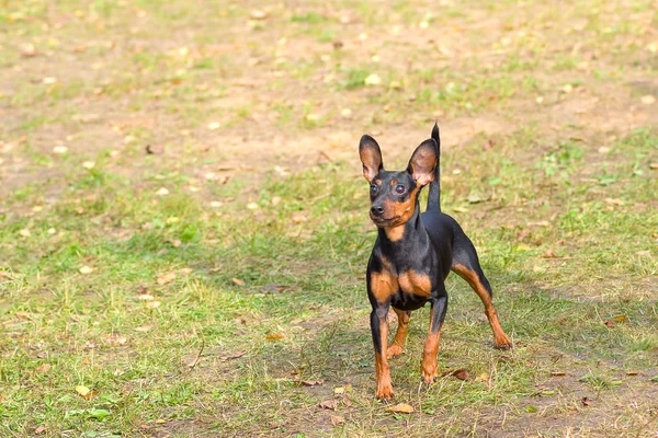 Doberman Pinscher köpek yakın çekim