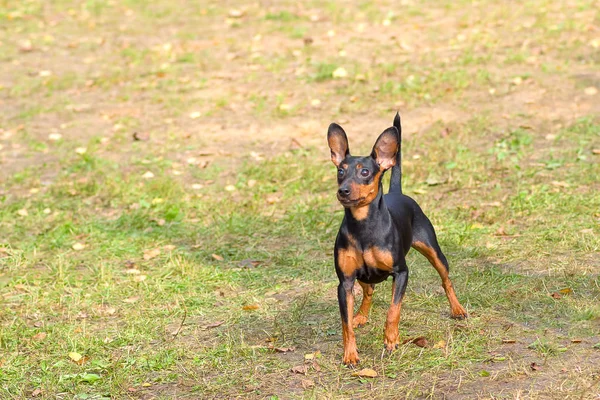 ドーベルマン犬のクローズ アップ — ストック写真
