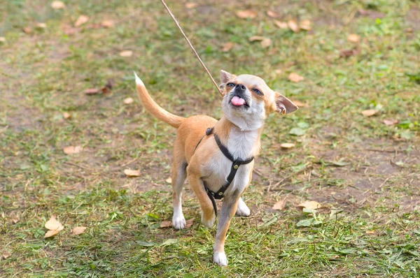 Chihuahua cão Close-up — Fotografia de Stock