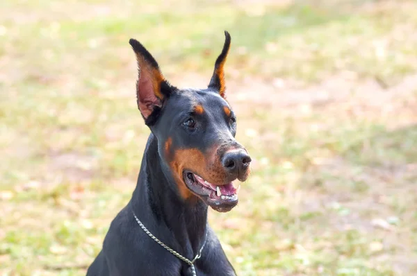 Doberman Pinscher cão close-up — Fotografia de Stock