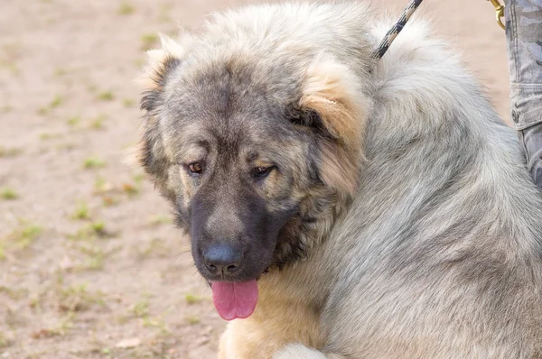 Kafkas Çoban Köpeği