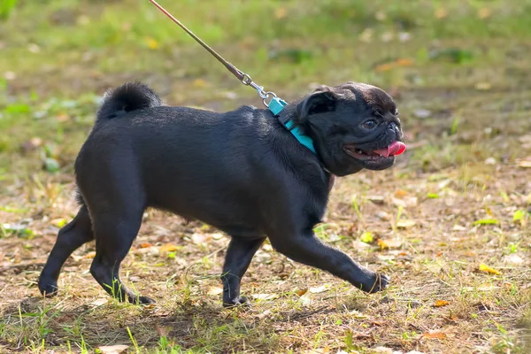 Fransız buldozer yakın çekim
