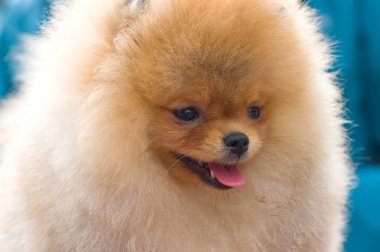 Köpek Spitz yakın çekim