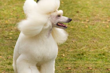 Köpek fino köpeği yakın çekim